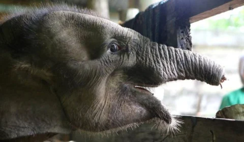 Filhote de elefante morre após ter a tromba cortada por armadilha de caçadores, na Indonésia