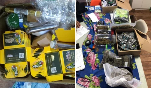 Operação Semilha apreende sementes de Maconha no Rio Grande do Sul