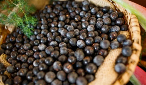 Benefícios do açaí: fruta pode combater envelhecimento e prevenir o câncer