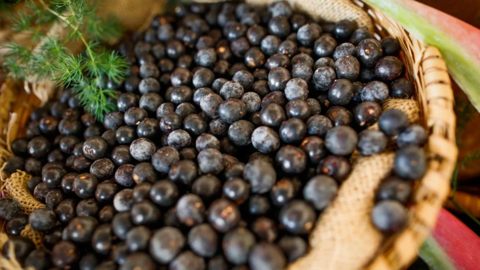 Benefícios do açaí: fruta pode combater envelhecimento e prevenir o câncer