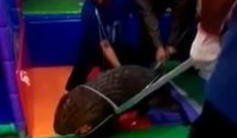 Criança confunde capivara com cachorro dentro de restaurante no Rio de Janeiro