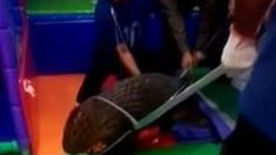 Criança confunde capivara com cachorro dentro de restaurante no Rio de Janeiro