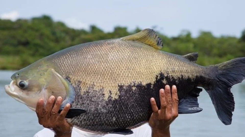 Período defeso inicia e vai até o dia 15 de março de 2022 no Amazonas