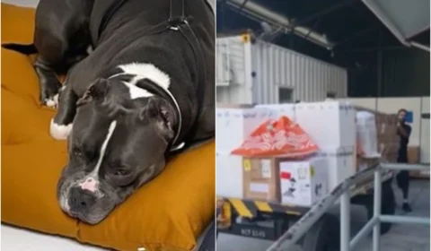 Após morte de cão, Latam suspende transporte de pets no porão de aviões por 30 dias