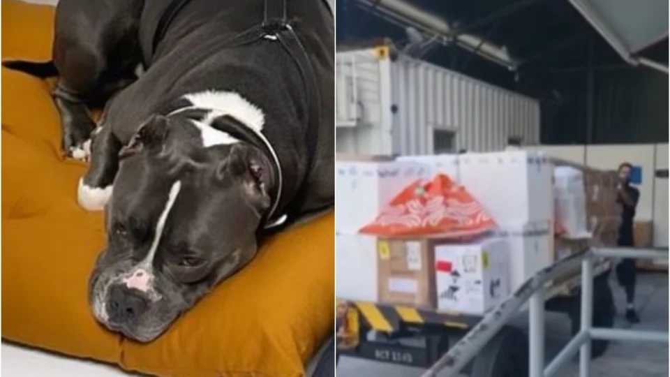 Após morte de cão, Latam suspende transporte de pets no porão de aviões por 30 dias