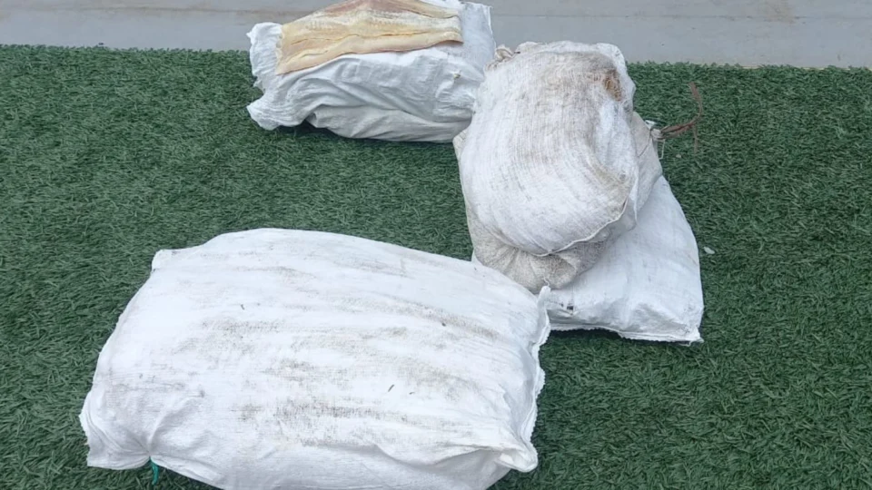 Mais de 200 kg de pescado ilegal são apreendidos no Amazonas