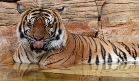 Tigre é morto após homem tentar alimentá-lo nos EUA