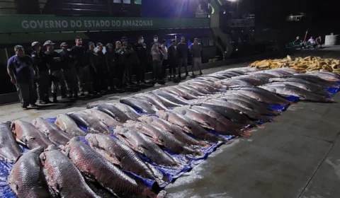 Doze toneladas de pescado ilegal são apreendidas em embarcação, no AM