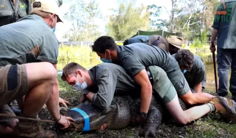 VÍDEO: jacaré ‘viciado em sexo’ é isolado após ‘perturbação excessiva’