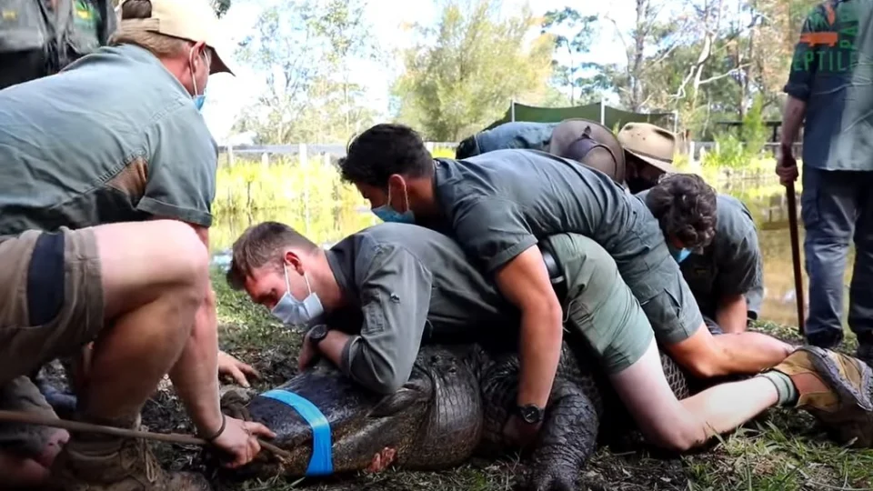VÍDEO: jacaré ‘viciado em sexo’ é isolado após ‘perturbação excessiva’