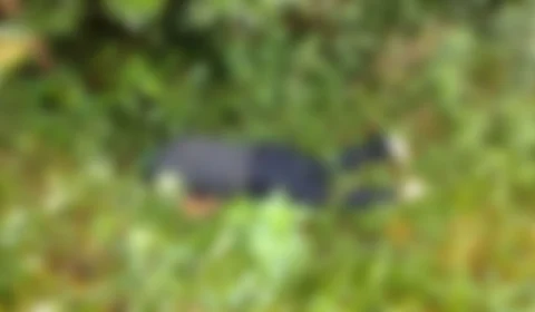 Corpo de homem é encontrado em área de mata na Zona Oeste de Manaus