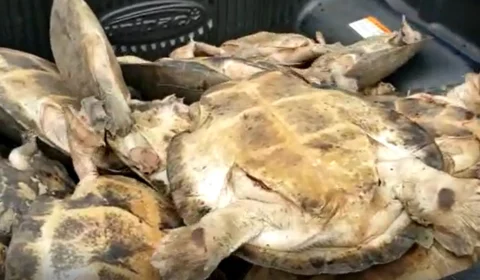 VÍDEO: Dupla é presa por venda ilegal de animais silvestres, em Eirunepé-AM