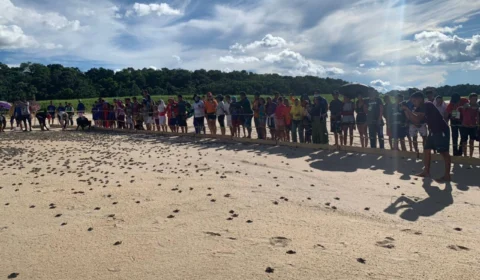 No município de Carauari, cerca de 270 mil filhotes de quelônios são devolvidos à natureza