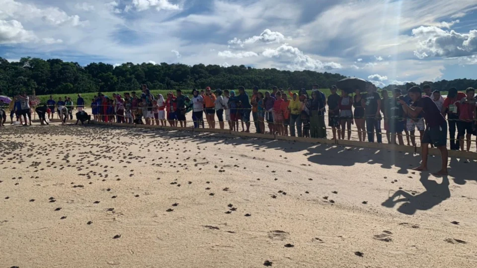 No município de Carauari, cerca de 270 mil filhotes de quelônios são devolvidos à natureza