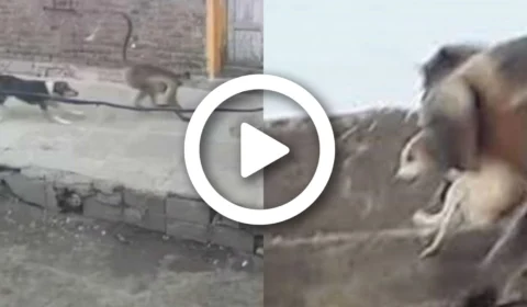 VÍDEO: após ataque, macacos ‘se rebelam’ e matam cachorros em ‘guerra’ entre bichos na Índia