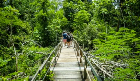 No Amazonas, desmatamento nas Unidades de Conservação tem redução de 7%