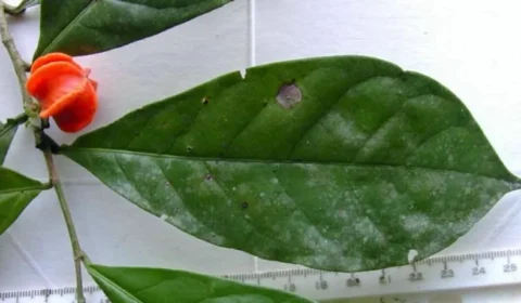 Planta misteriosa descoberta há quase 50 anos na Amazônia tem identidade revelada após exame de DNA