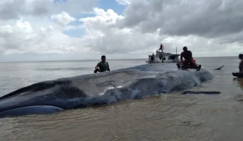 Baleia que encalhou no Pará morre desidratada