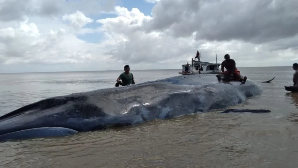 Baleia que encalhou no Pará morre desidratada