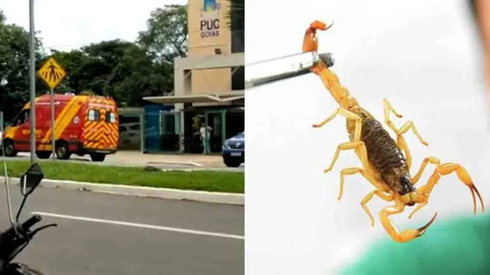 Estudante é picado por escorpião em 2º dia da prova do Enem em Goiás