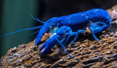 Lagosta azul é encontrada no mar da Escócia