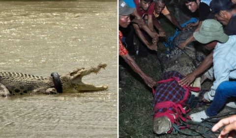 Crocodilo é devolvido à natureza após passar cinco anos com pneu como ‘colar’, na Indonésia