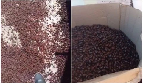 VÍDEO: milhões de besouros invadem cidade na Argentina