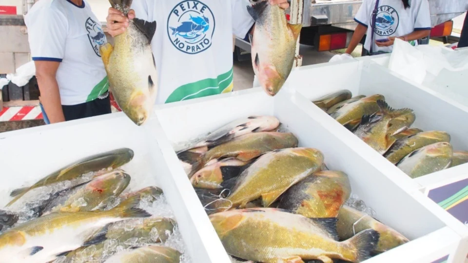 Feirão do Pescado Manejado inicia nesta quinta-feira, em Manaus