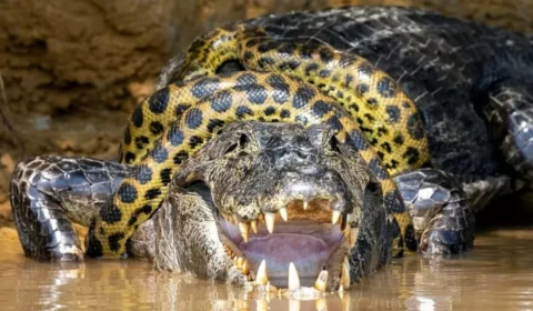 Fotógrafo americano flagra briga entre sucuri e jacaré no Pantanal em MT
