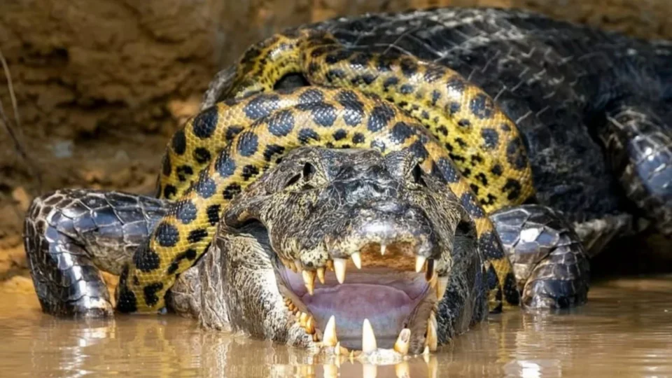 Fotógrafo americano flagra briga entre sucuri e jacaré no Pantanal em MT