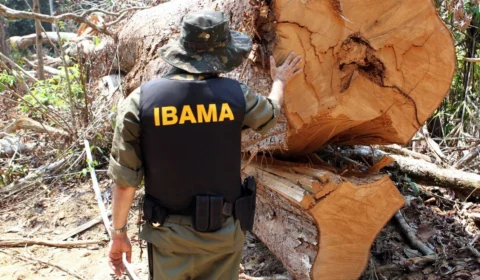 Combate ao desmatamento na Amazônia será prioridade, diz Ibama