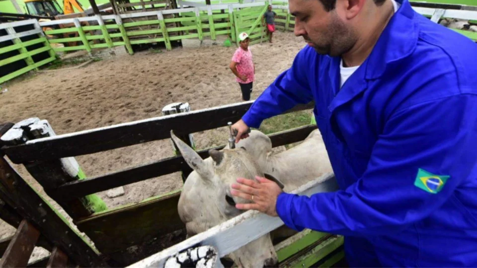 Vacinação contra febre aftosa será suspensa em 2022 no AM, diz Adaf