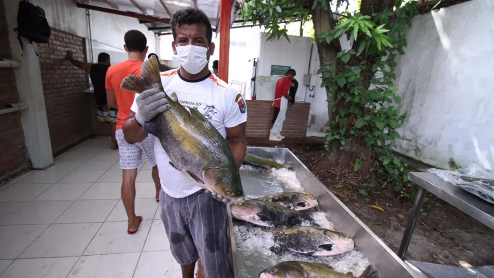 Feiras de tambaqui e pirarucu prometem preços mais baixos em dois finais de semana em Manaus; confira local e preços
