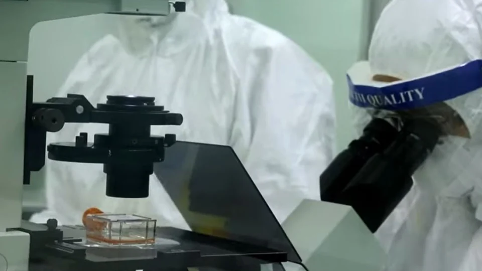 Saiba mais sobre a nova cepa do vírus influenza H3N2, batizada de Darwin, que está causando surto de gripe no país