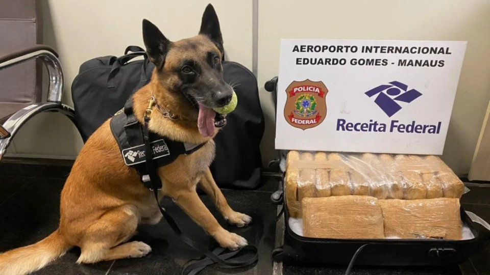 Receita Federal apreende 12 tabletes de maconha tipo shunk no Aeroporto de Manaus