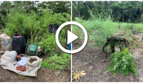 VÍDEO: polícia descobre plantação de maconha em Maués, interior do Amazonas