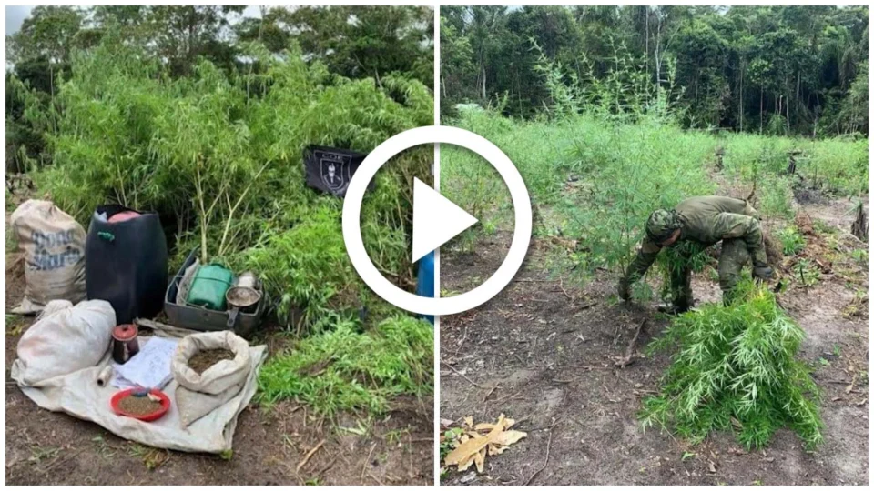 VÍDEO: polícia descobre plantação de maconha em Maués, interior do Amazonas
