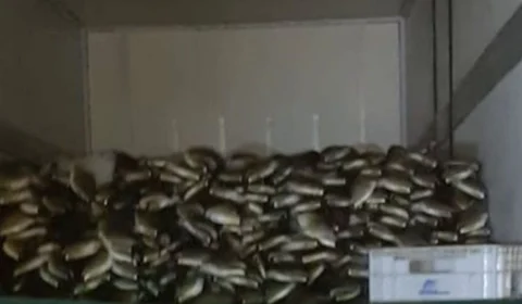 Seis toneladas de pescado da espécie aruanã são apreendidas em um terminal pesqueiro na Zona Sul de Manaus