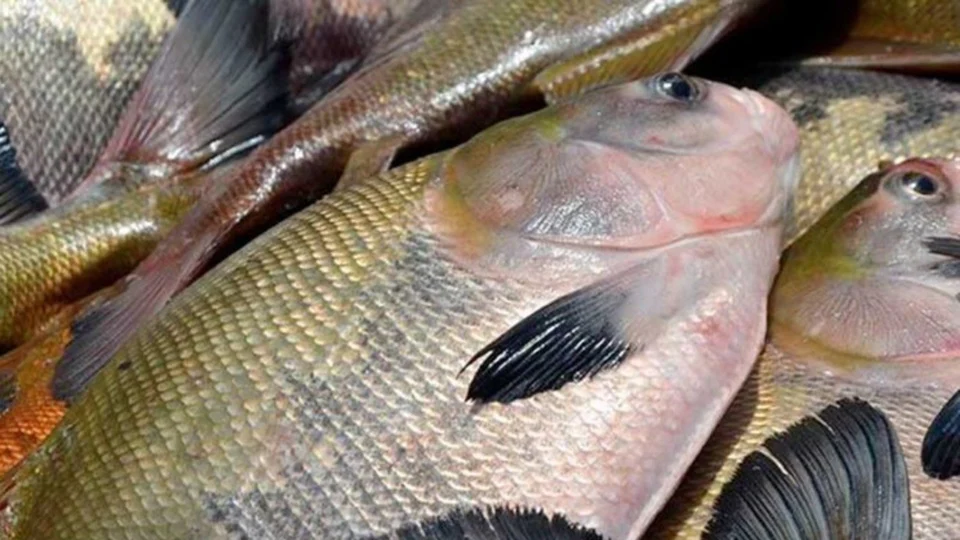 Dos 78 casos suspeitos da doença da ‘urina preta’ no Amazonas, 15 já foram descartados