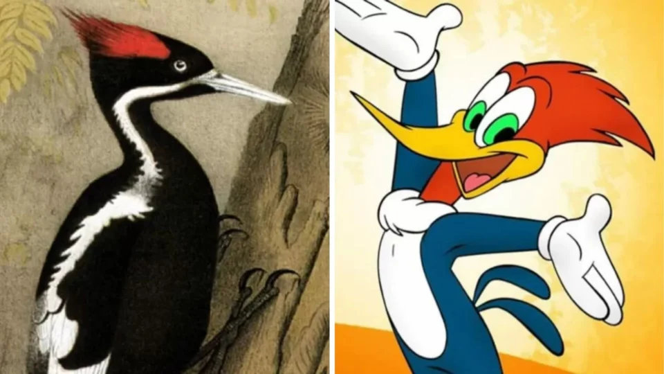 EUA irá declarar extinção da espécie que inspirou Pica-Pau do desenho animado