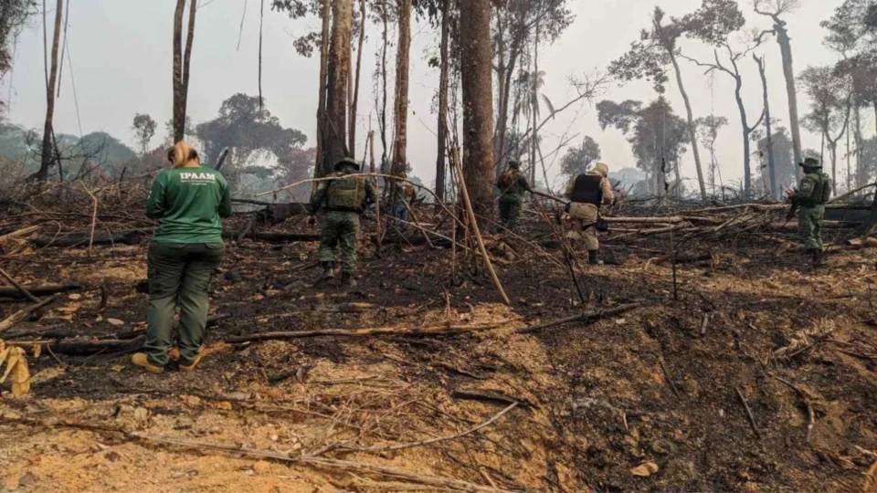 Áreas com registros de desmatamento e queimadas são fiscalizadas no Sul do Amazonas