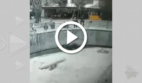 VÍDEO: mulher joga filha de 3 anos dentro de jaula de urso na Ásia Central