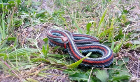 Cobras mais belas do mundo ganham refúgio em área de aeroporto