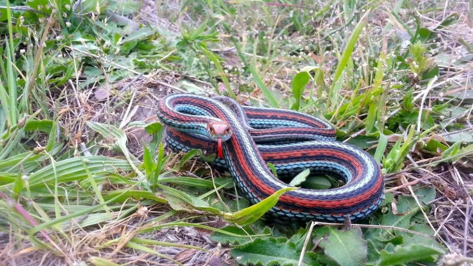 Cobras mais belas do mundo ganham refúgio em área de aeroporto