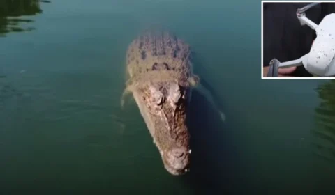 VÍDEO: Crocodilo se ‘irrita’ e derruba drone em pleno voo em lago