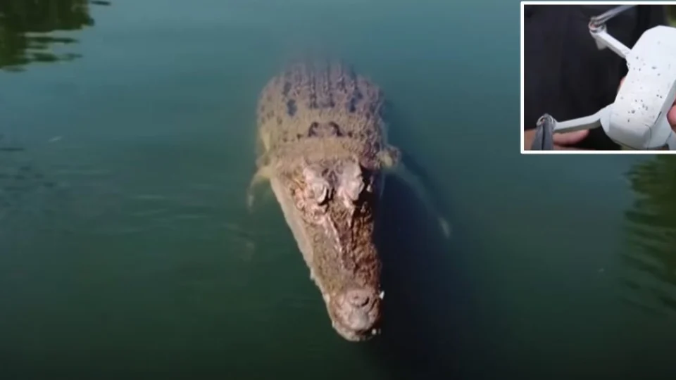VÍDEO: Crocodilo se ‘irrita’ e derruba drone em pleno voo em lago