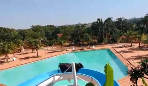 VÍDEO: em São Paulo, boi é flagrado escorregando em toboágua de clube