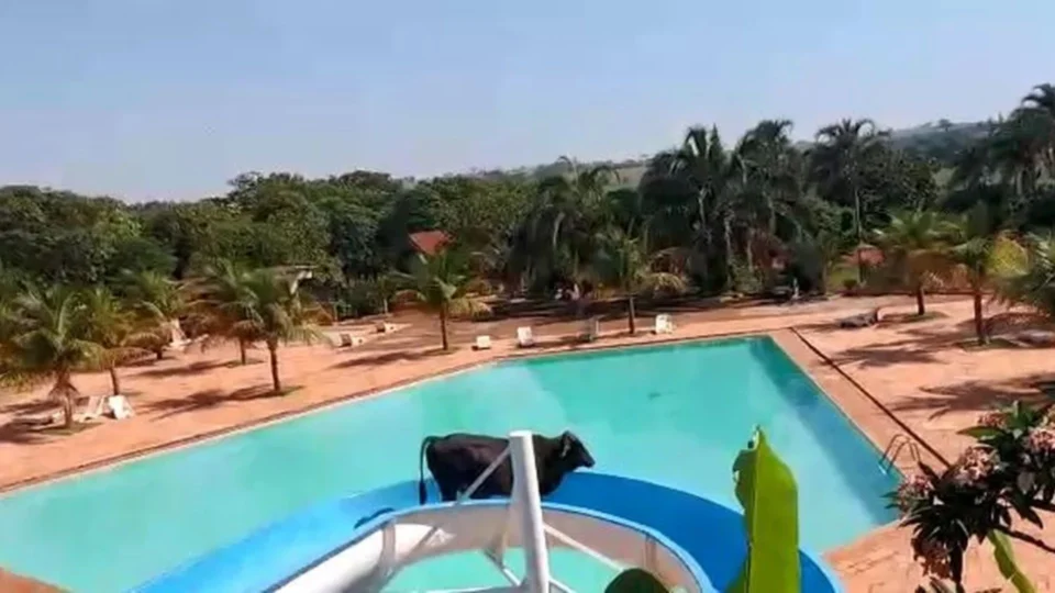 VÍDEO: em São Paulo, boi é flagrado escorregando em toboágua de clube