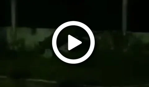 VÍDEO: morador flagra onça sair da mata no município de Tefé-AM