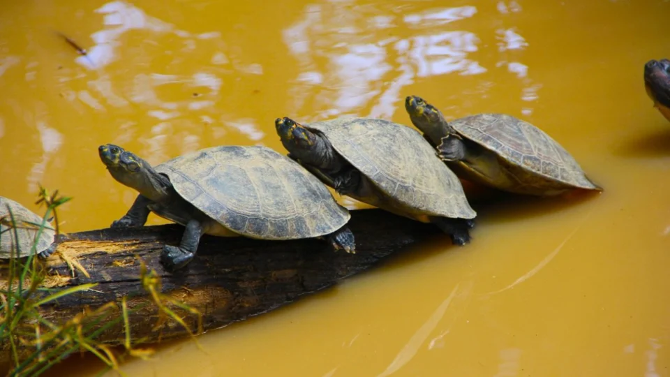 Quelonicultores do Amazonas querem regularização de filhotes de quelônios como animais de estimação